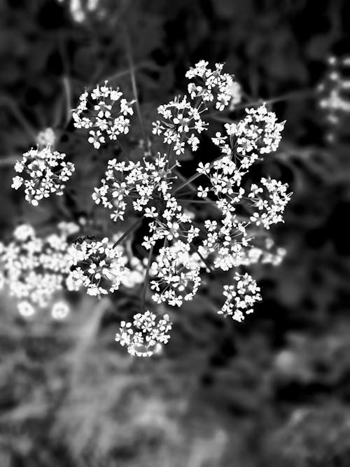 Free Grayscale Photo of Flowers Stock Photo