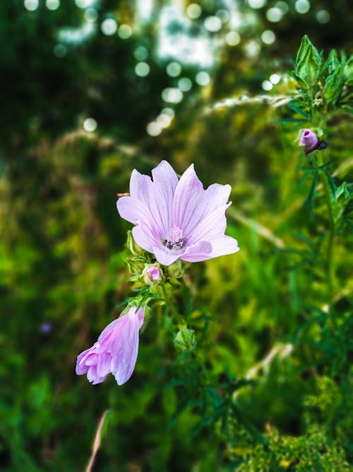 Free Lilac Flowers in Tilt Shift Lens Stock Photo