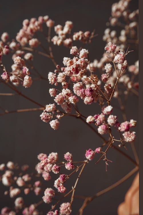 Foto stok gratis flora, fokus selektif, merapatkan