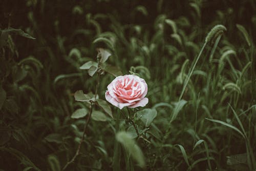 Gratuit Imagine de stoc gratuită din floare, floră, frunze Fotografie de stoc