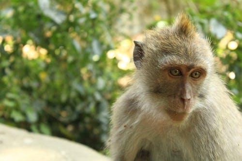 Endonezya, hayvan, maymun içeren Ücretsiz stok fotoğraf