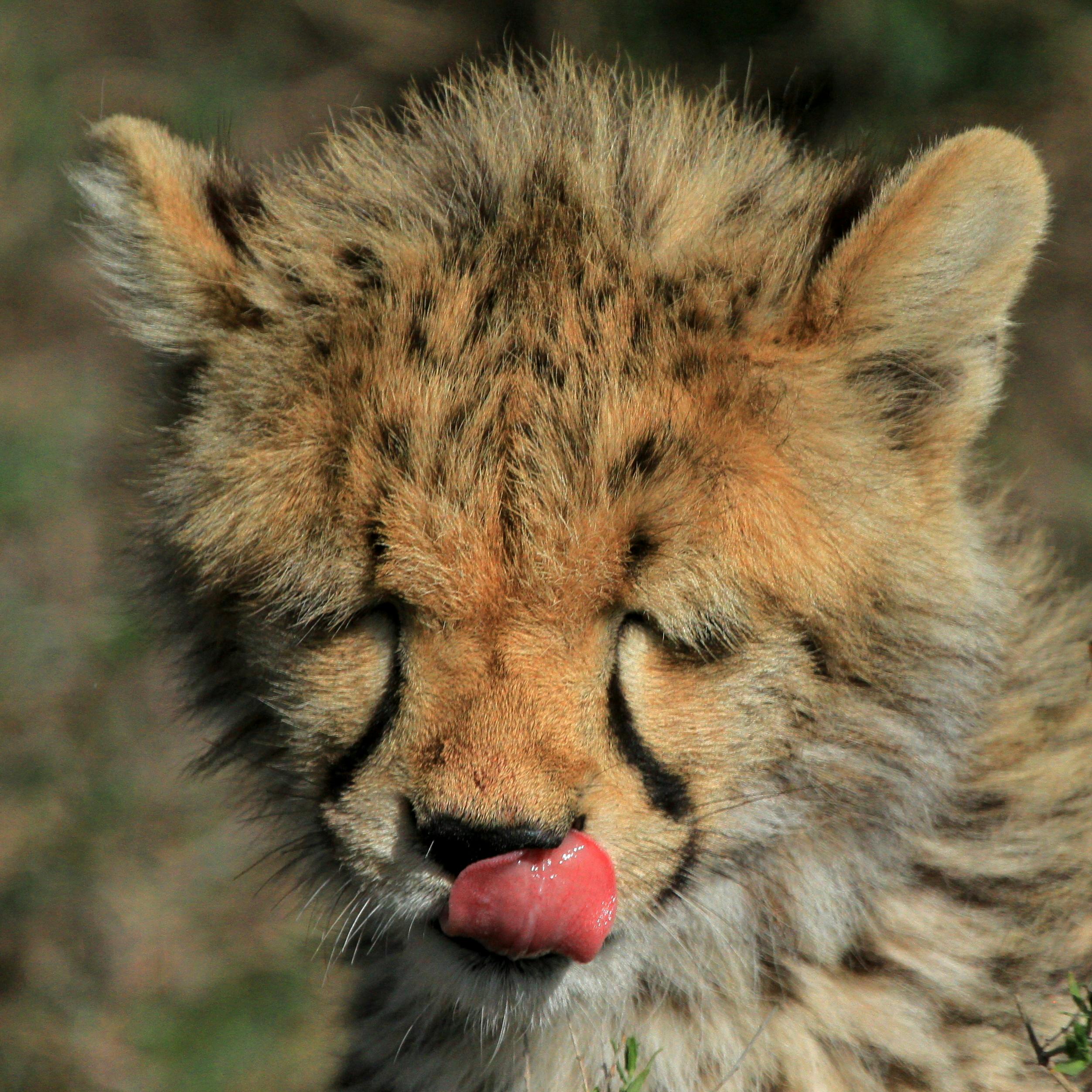 アフリカ アフリカの猫 チーターの無料の写真素材