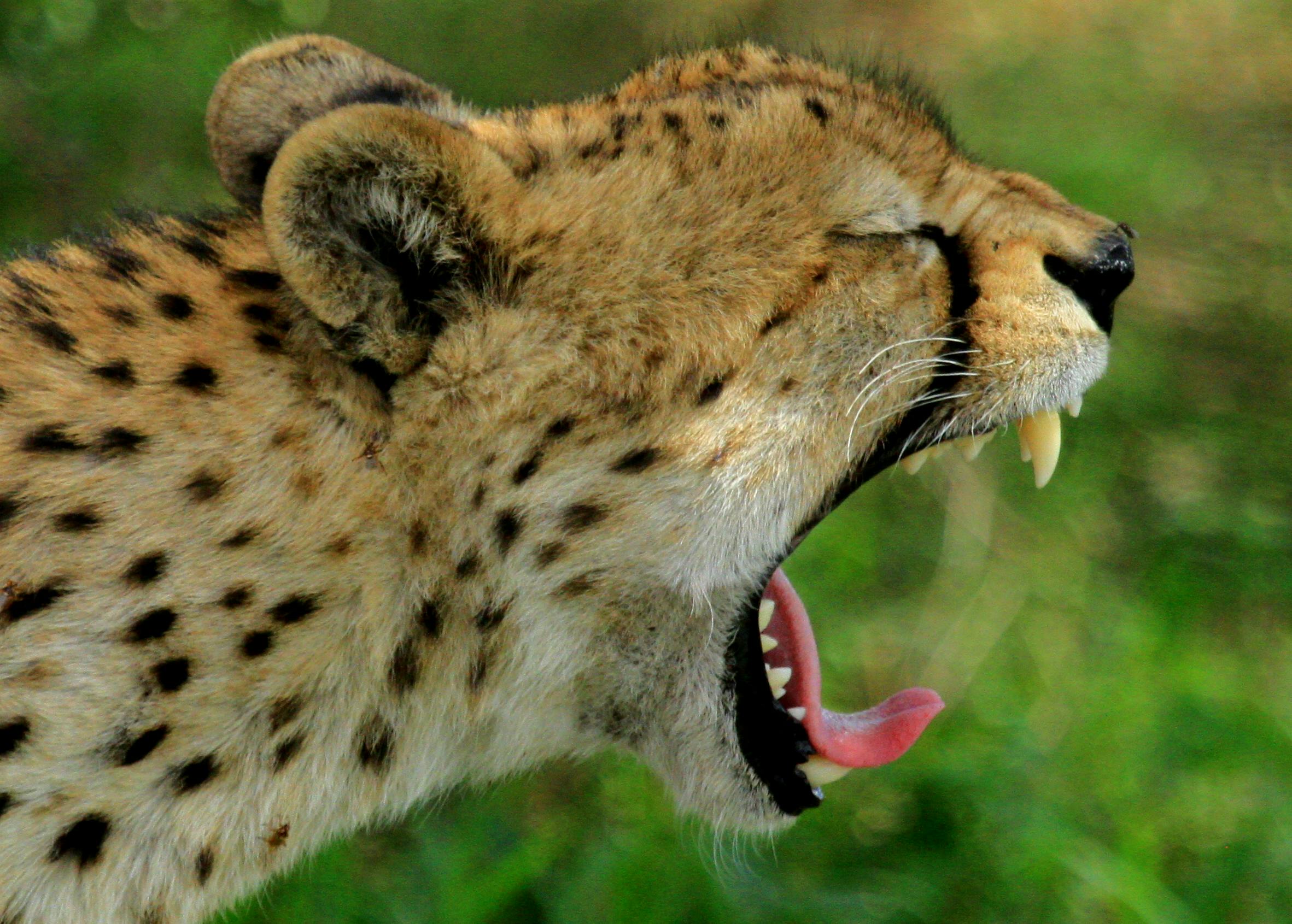 Free stock photo of cheetah, cheetah bite, cheetah yawn