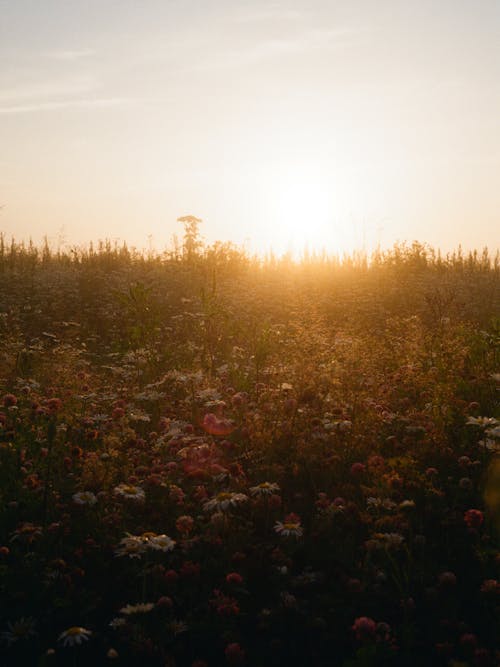 Ilmainen kuvapankkikuva tunnisteilla aamu, auringonlasku, kenttä