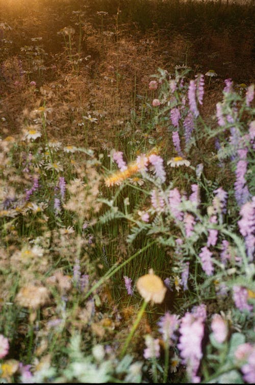 Imagine de stoc gratuită din flori sălbatice, fotografiere verticală, iarbă