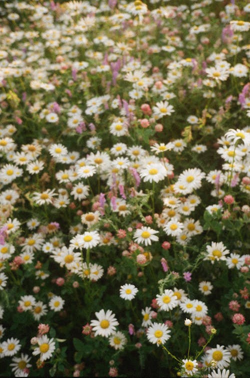 Imagine de stoc gratuită din câmp de flori, creștere, delicat