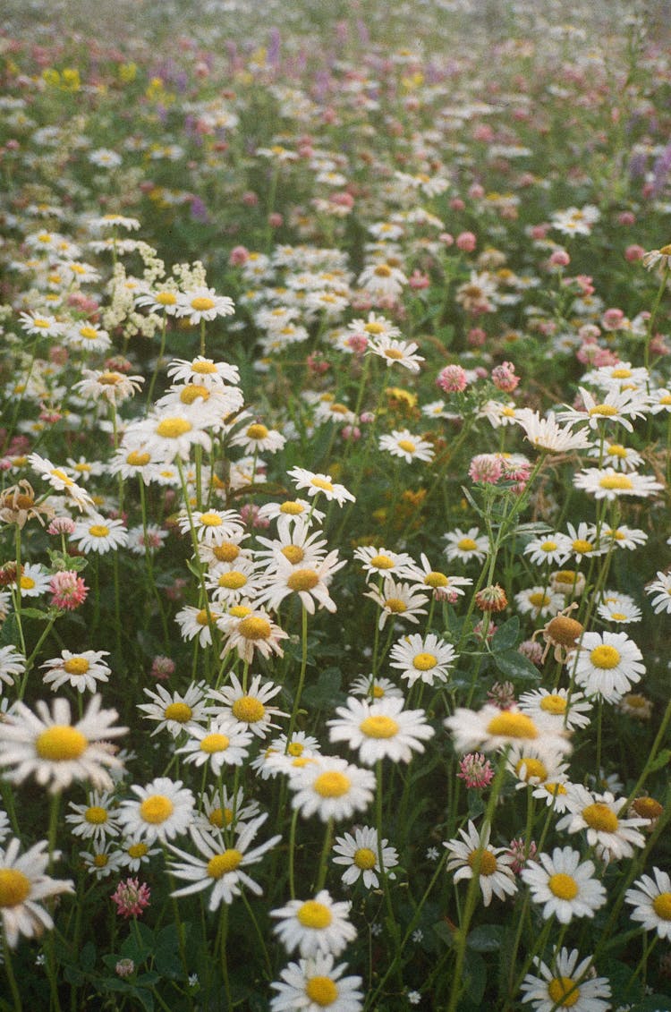 Blooming White Daisies