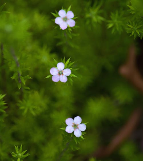 'minik çiçekler', bitkiler, Çevre düzenleme içeren Ücretsiz stok fotoğraf