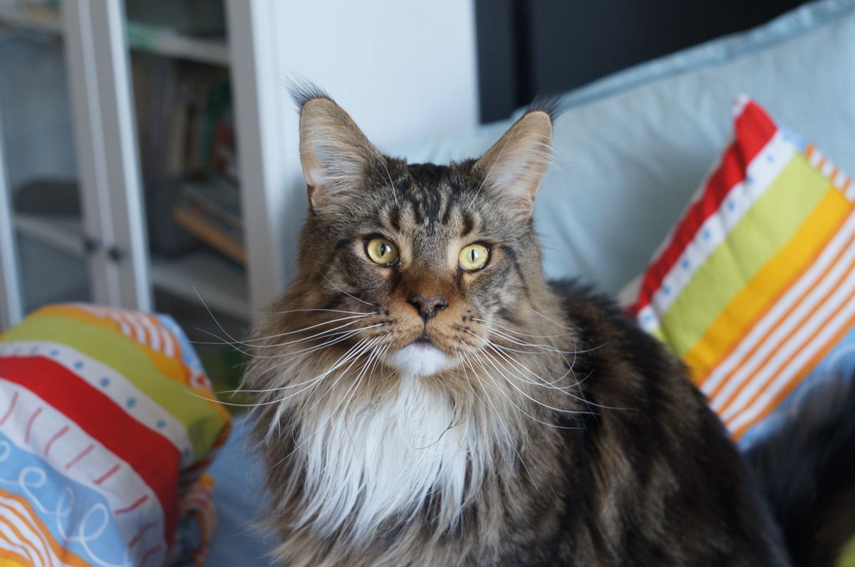 Maine Coon cat — large domestic breed with tufted ears and thick semi-long coat