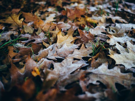Free stock photo of grass, leaves, autumn, fall