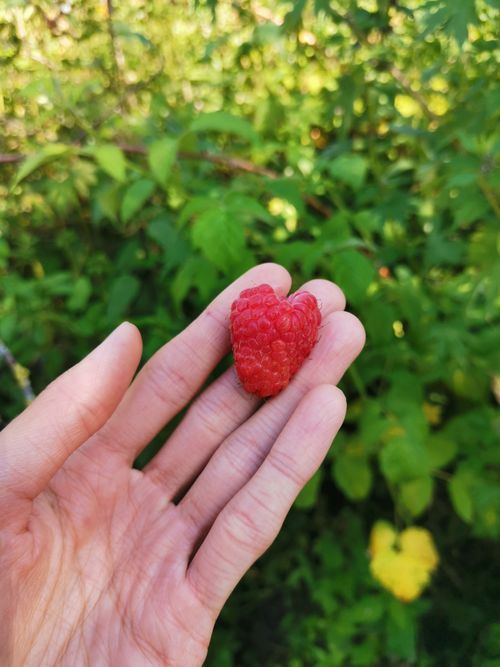 Free A ripe raspberry held in a hand against a blurred green background in a sunlit garden. Stock Photo