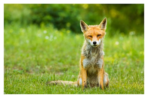 Foto profissional grátis de animais selvagens, raposa