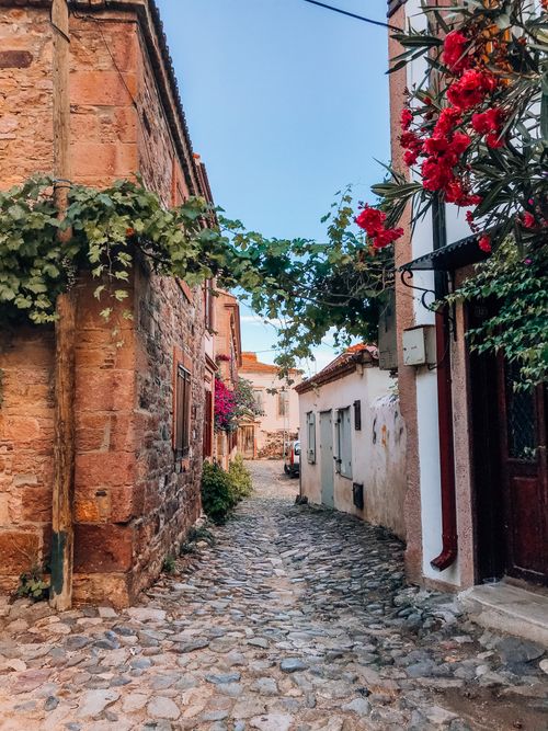 Free Old residential houses with green plants and red flowers on narrow street on summer day Stock Photo