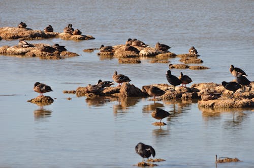 Free Flock of Birds Perched on Rocks of Water Stock Photo
