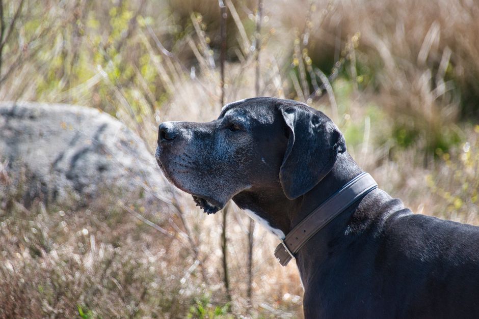 Ottawa's Giant Great Dane Is Turning Heads With His Stylish 'Doggles'