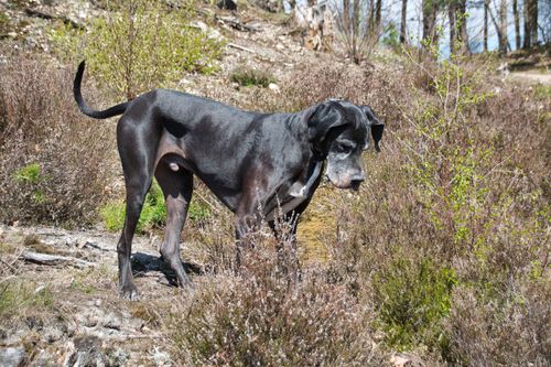Free A majestic Great Dane dog standing in a natural landscape with vegetation. Stock Photo