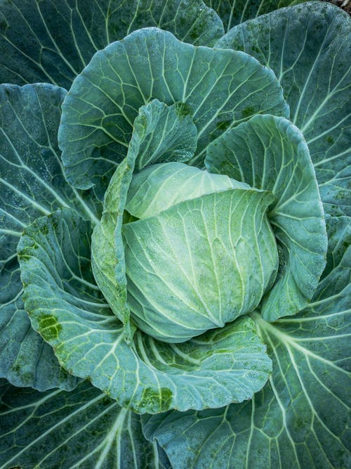 Green Round Vegetables · Free Stock Photo