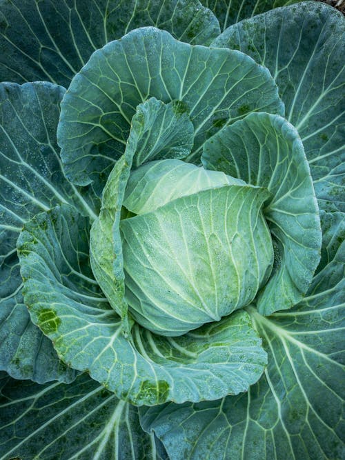 Close up of Cabbage