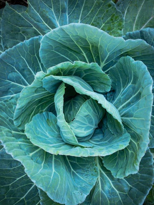 Fresh Cabbage in Close Up