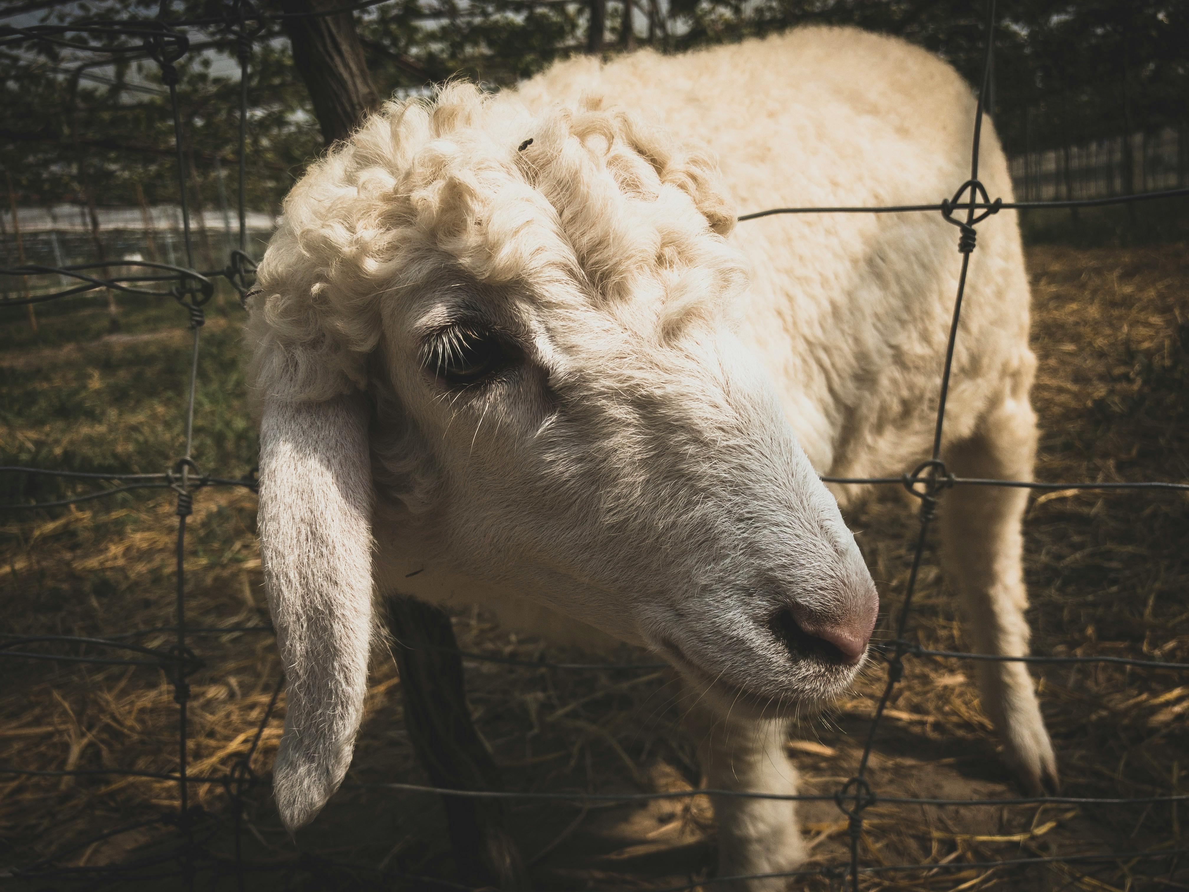 Free stock photo of animal, animal farming, farm