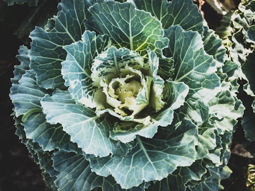 Close up of Green Cabbage