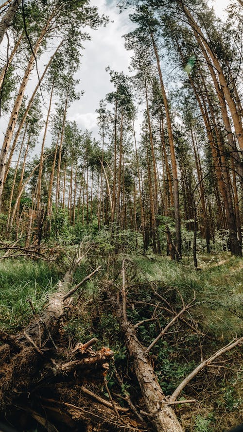ローアングルショット, 木, 森の中の無料の写真素材