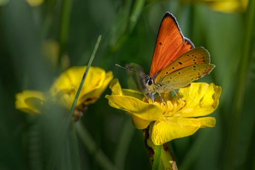 Бесплатное стоковое фото с бабочка, макросъемка, опыление