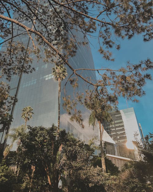 Low Angle Shot of Building through Trees