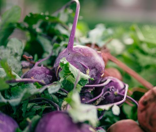 Free Close-up of fresh purple kohlrabi with leaves, showcasing organic produce at a market. Stock Photo