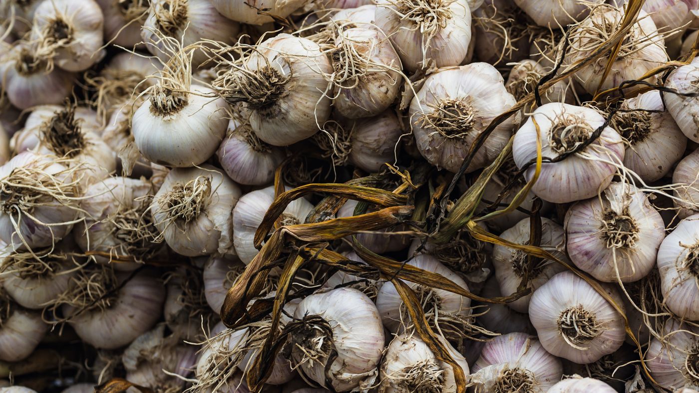 Freshly harvested organic garlic bulbs