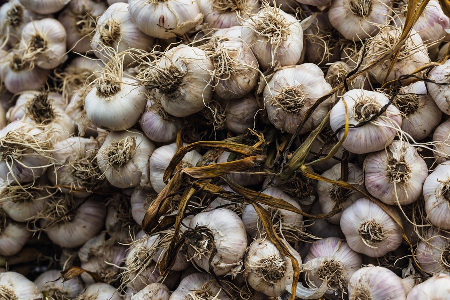 Plant Garlic This Fall for a Summer Harvest