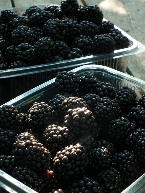 Free Black Berries in Clear Plastic Container Stock Photo