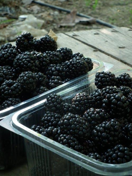 Free Black Berries in White Plastic Container Stock Photo
