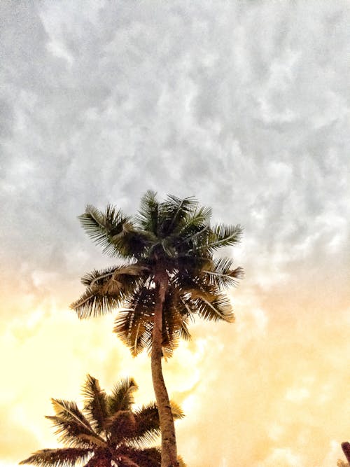 Free stock photo of the sky and the coconut tree