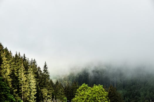 A foggy scene over a lush pine forest, capturing the peaceful essence of nature's tranquility.