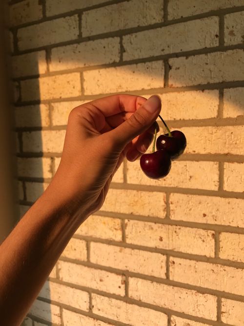 Free Close-up of a hand holding cherries against a warm sunlit brick wall. Stock Photo