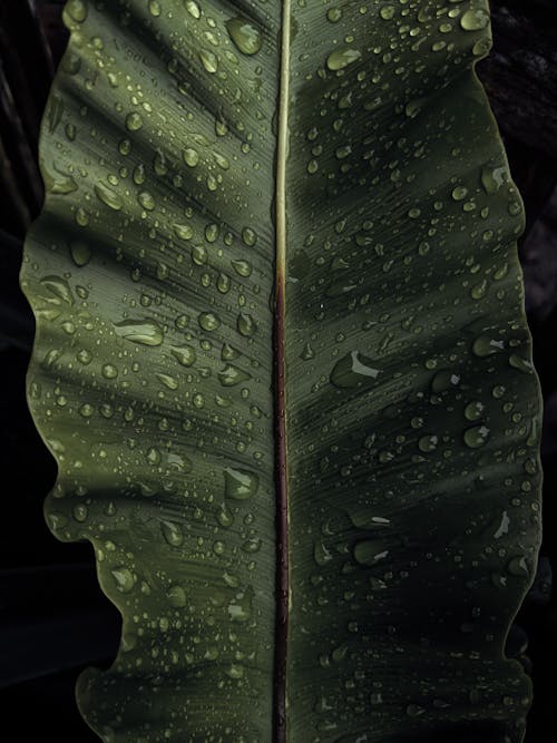 Close up of a Wet Leaf