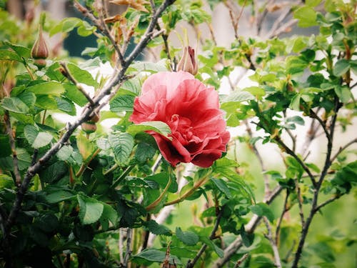 Close-Up Shot of Pink Hibiscus in Bloom