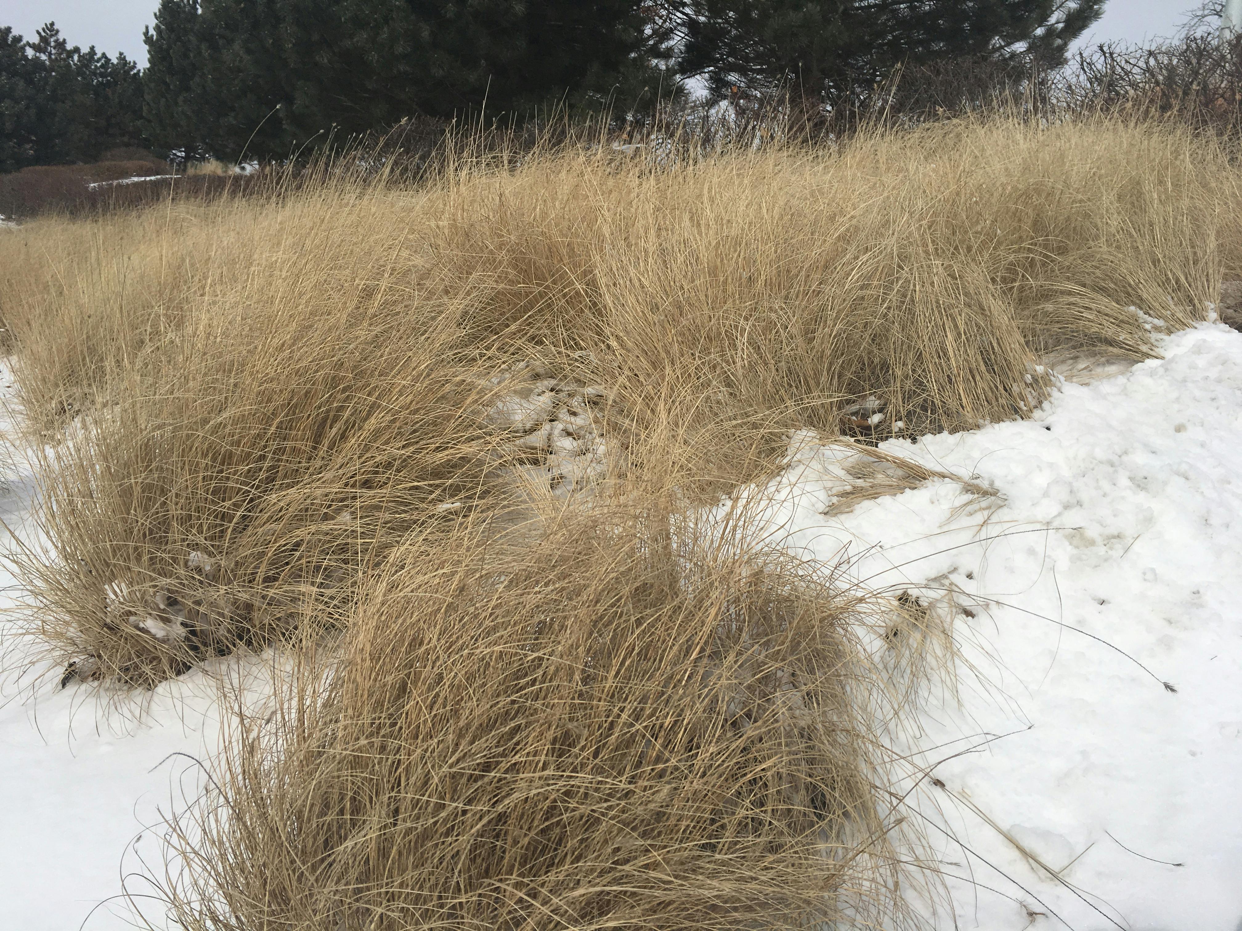 Free stock photo of winter grasses