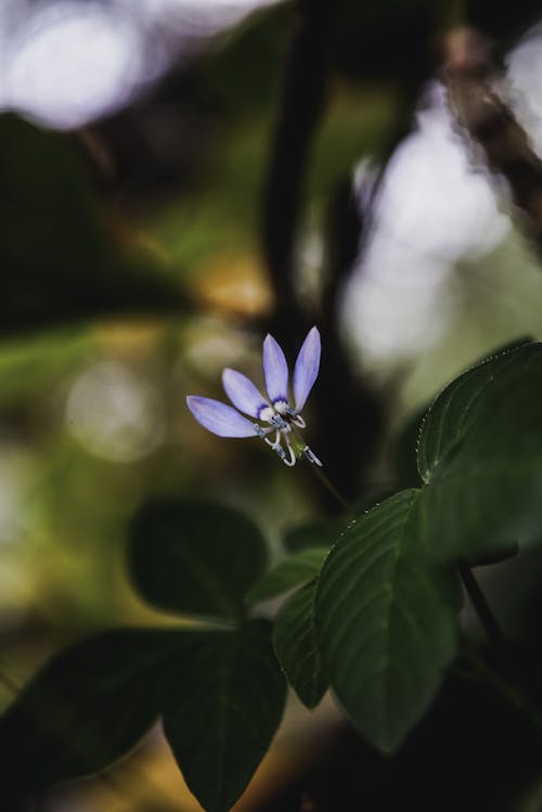 Gratis arkivbilde med blader, blomsterblad, blomstre