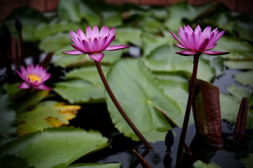 Close-Up Shot of Purple Water Lilies