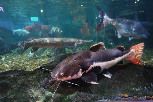 Black and White Fish in Fish Tank