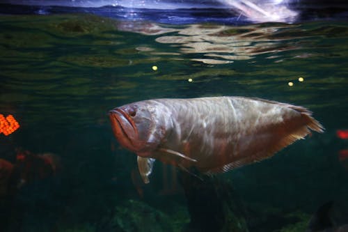 Close-Up Shot of an Arowana Swimming 