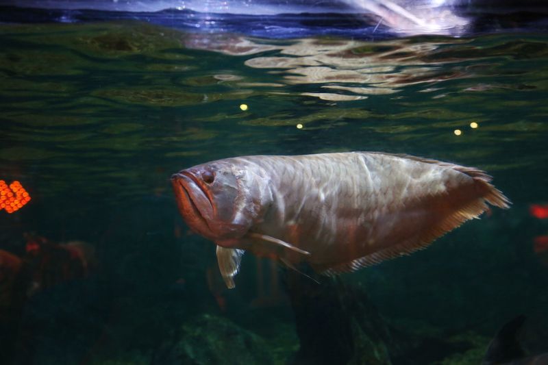 An arowana fish gracefully swimming underwater in an aquarium setting, showcasing its elegance.