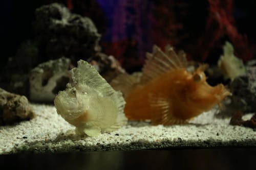 Close-up of Fishes in a Aquarium