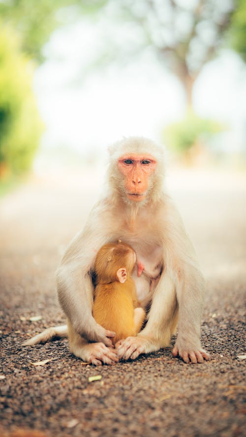 Free A Monkey Holding a Baby Monkey Stock Photo