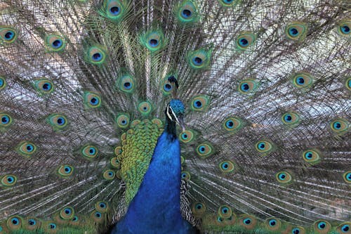 Free Close-Up Shot of a Dancing Peacock Stock Photo