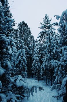 Serene winter landscape showcasing snow-laden pine forest under a clear sky.