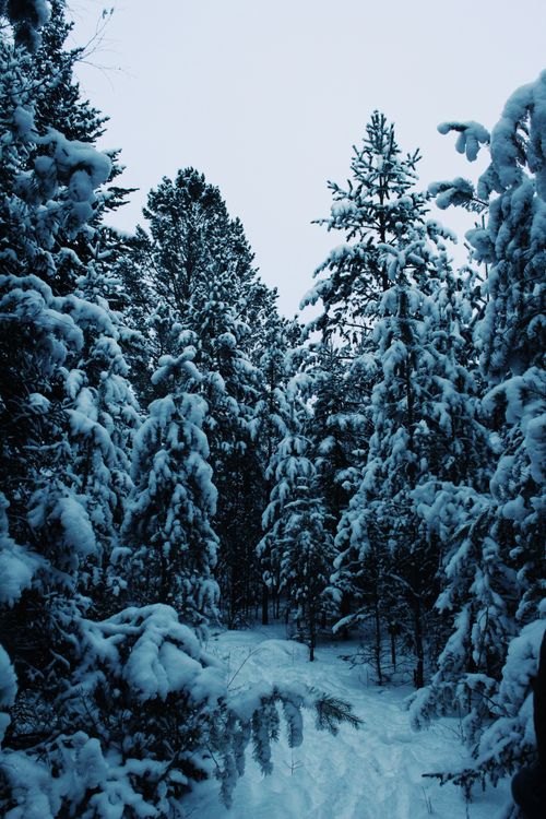Free Serene winter landscape showcasing snow-laden pine forest under a clear sky. Stock Photo