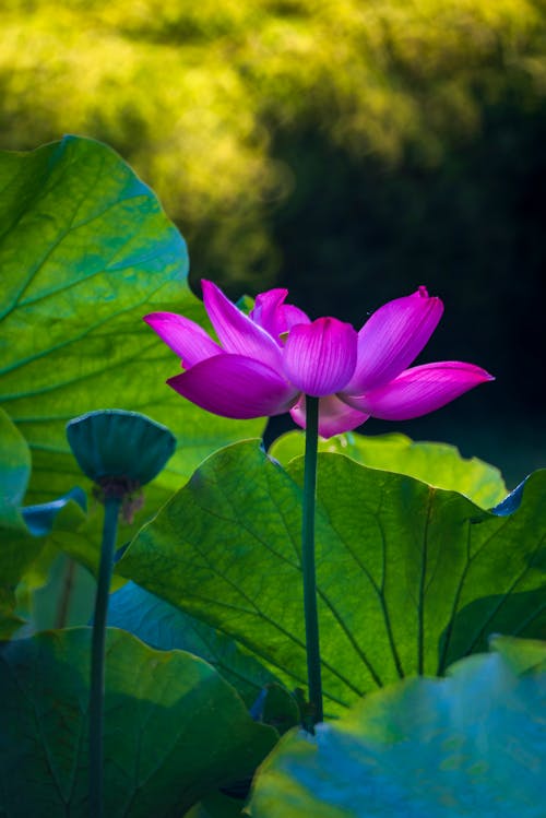 Pink Flower on Green Leaves